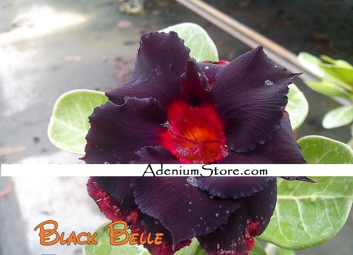 New Adenium \'Black Belle\' 5 Seeds